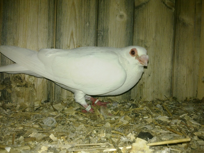 2010 - 04-CARUNCULAT DE ORADEA 2008-2017