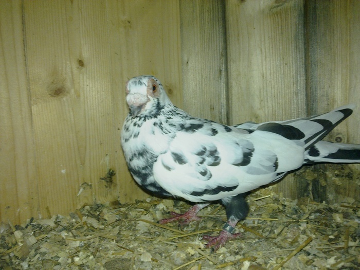  - 04-CARUNCULAT DE ORADEA 2008-2017