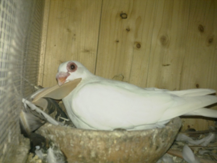 2010 - 04-CARUNCULAT DE ORADEA 2008-2017