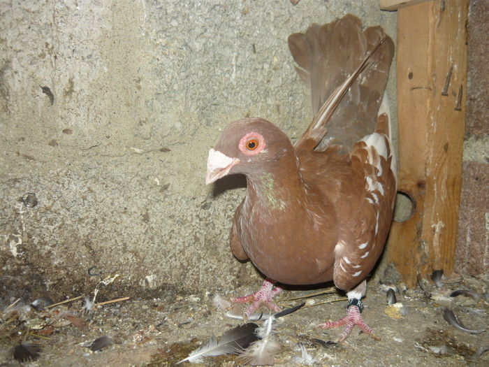  - 04-CARUNCULAT DE ORADEA 2008-2017