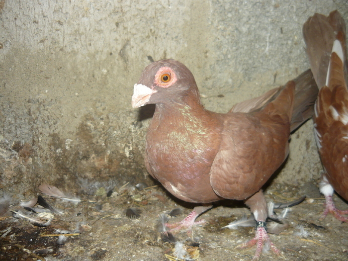  - 04-CARUNCULAT DE ORADEA 2008-2017