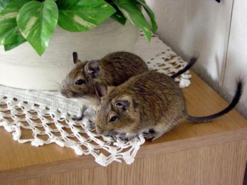 2494 - 03  VAND VEVERITE DEGU MATURE