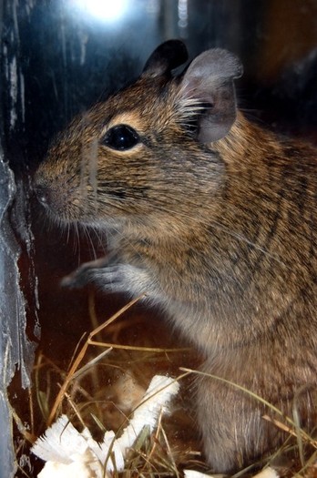 dsc0565a - 03  VAND VEVERITE DEGU MATURE