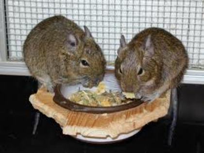 images - 03  VAND VEVERITE DEGU MATURE