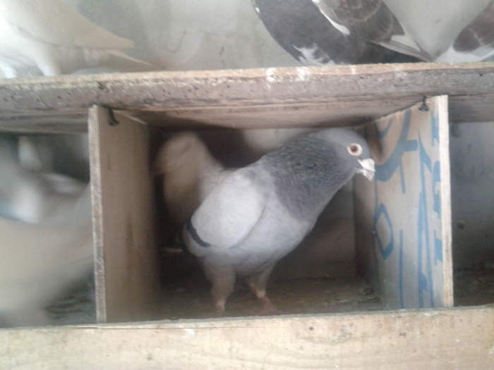 2011-12-18 12.29.55 - voiajori