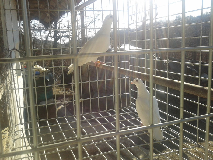 2011-12-18 12.30.49 - voiajori