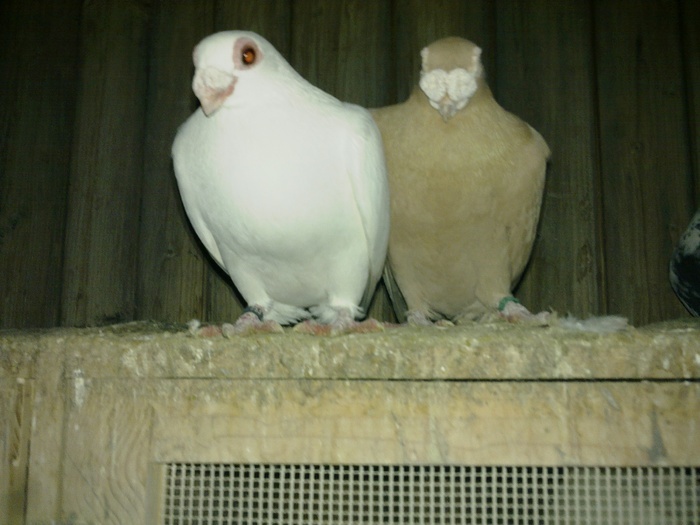  - 04-CARUNCULAT DE ORADEA 2008-2017