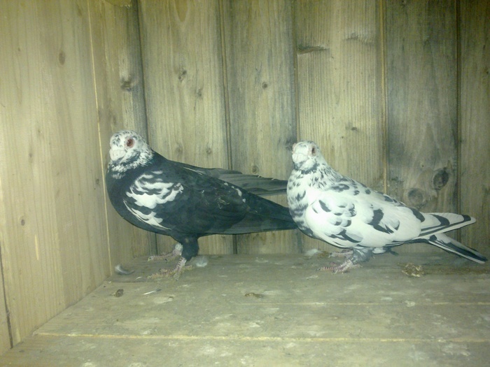  - 04-CARUNCULAT DE ORADEA 2008-2017