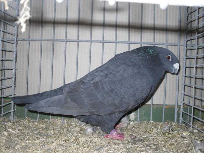 SDC13132