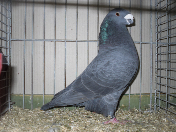 SDC13136