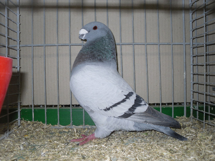 SDC13154