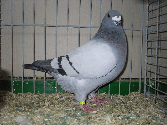 SDC13156