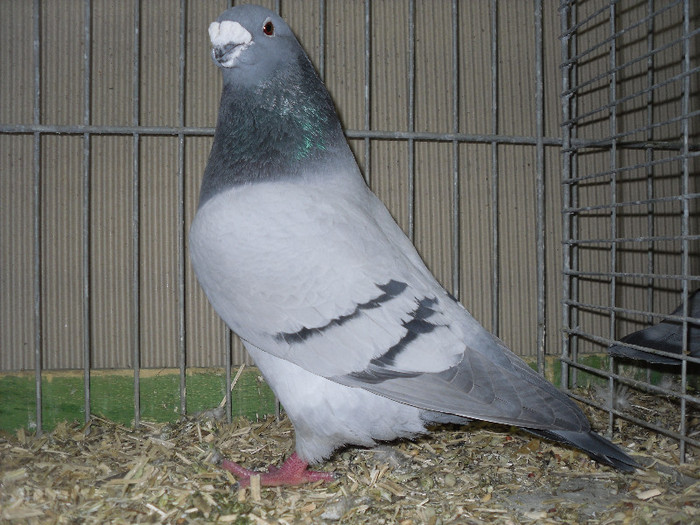 SDC13196