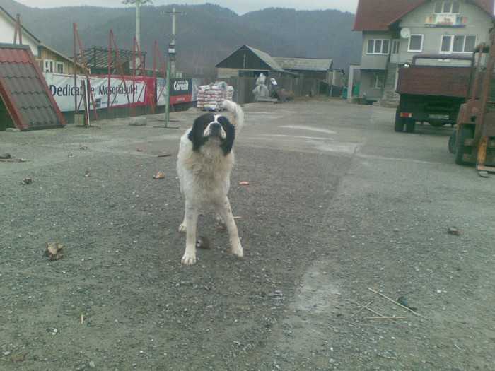 17122011(001) - ciobanesti de bucovina