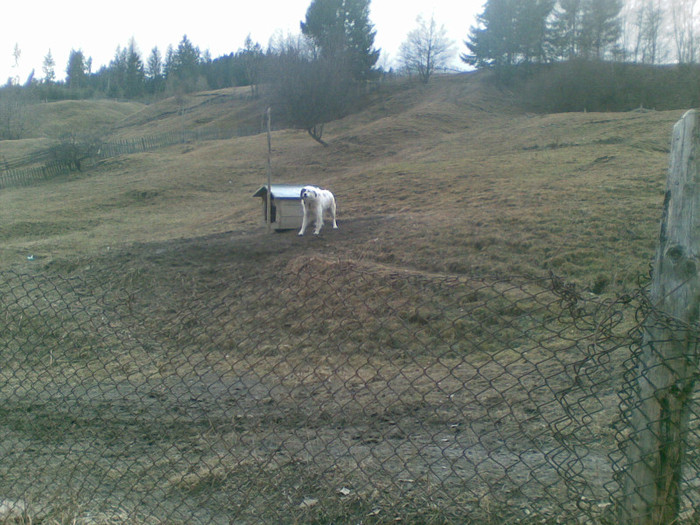 17122011(022) - ciobanesti de bucovina