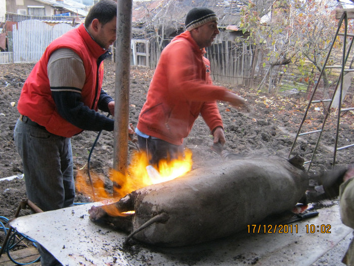 taiere porc; 80 kg la 1 an de zile
