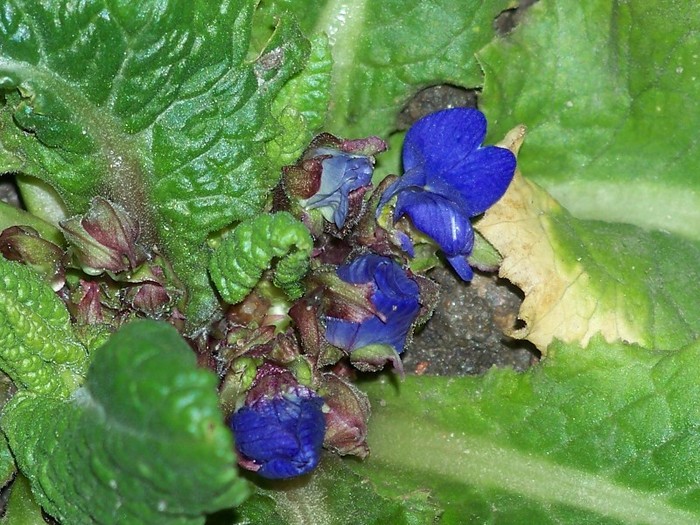 100_2746 - Iarna 2011  2012