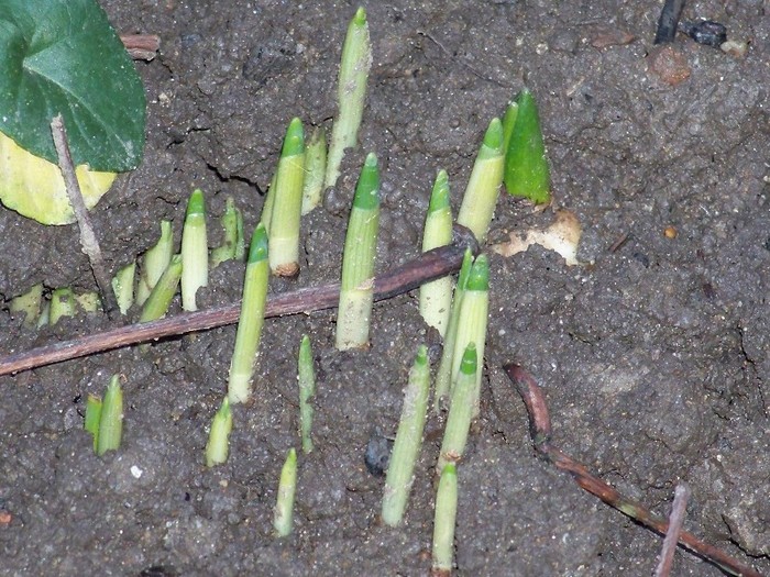 100_2747 - Iarna 2011  2012