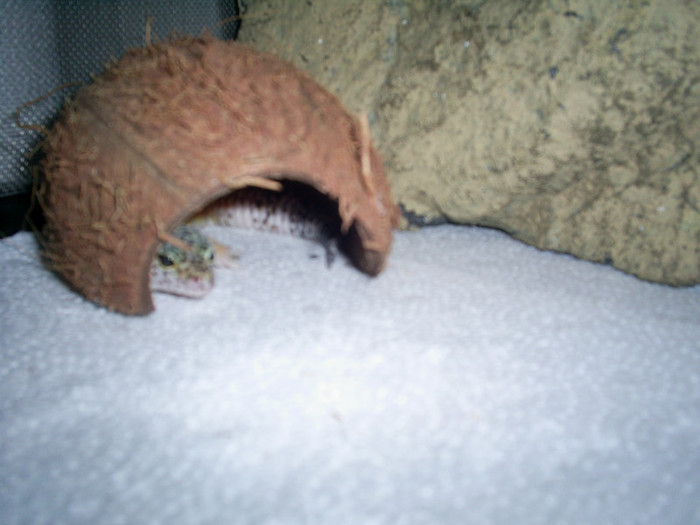 S5026709 - Geckoul meu