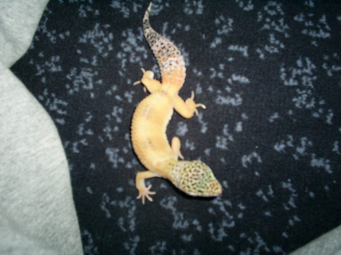 Se plimba - Geckoul meu
