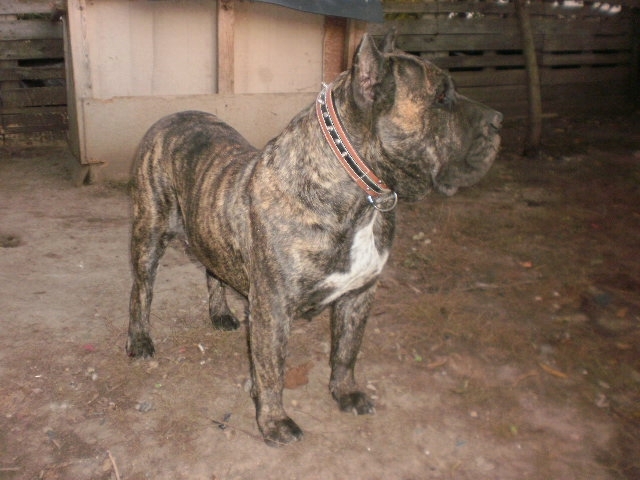 PA301317 - 15 arad dogo canario foya doramus amata