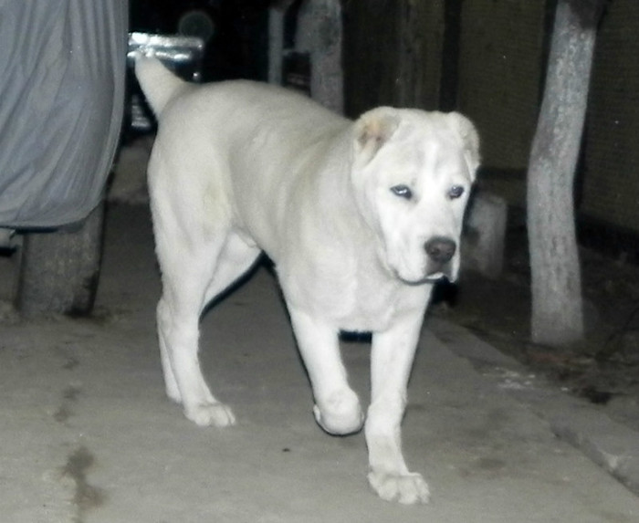 Cronos 5 luni jumate 64cm39kg; 39kg
