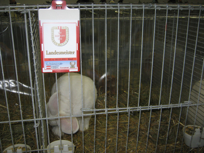 campion pe rasa - Mahringer Franz campion Austria 2010