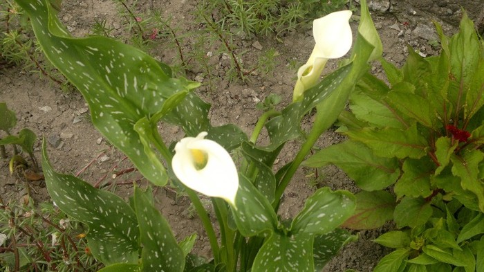 dede 149 - Copia - Copia - Copia