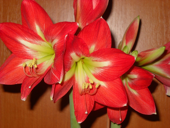 19.12.2011 eu sunt fostul boboc ,din 8-15.decembri