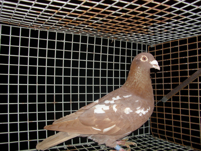 M-11-3011851 FRUMOSU