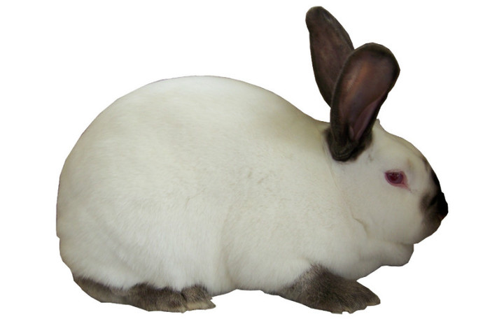 californian - iepuri