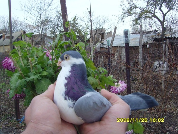 mascul vanat2008 - porumbei galateni