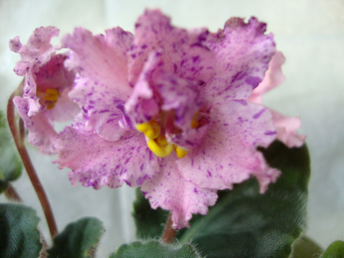 DSC03789 - 0 violete