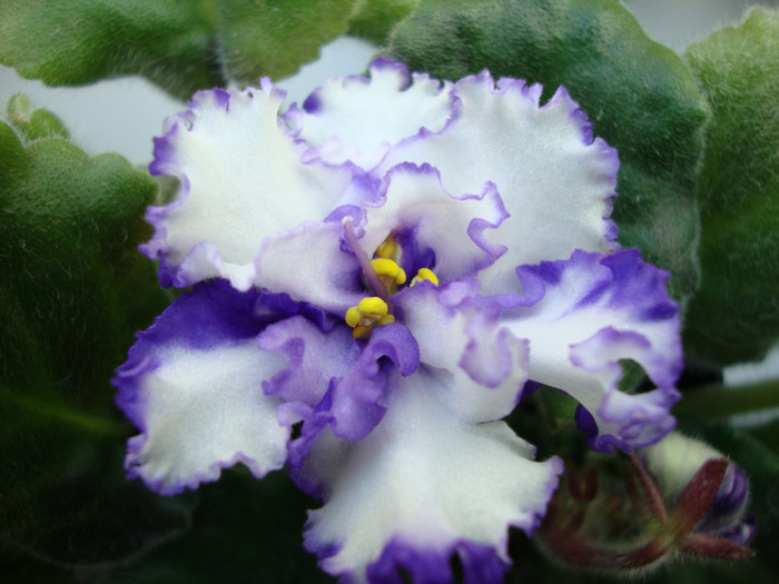DSC03816 - 0 violete