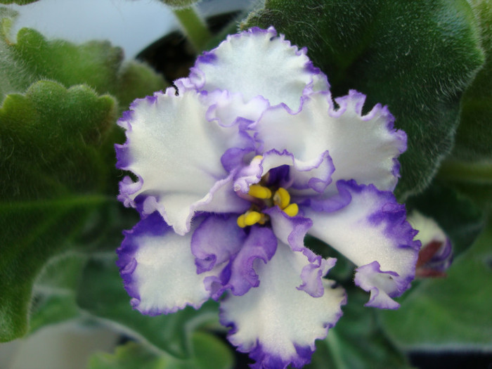 DSC03817 - 0 violete