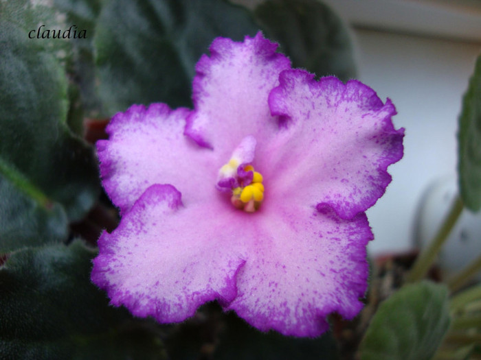 DSC03884 - 0 violete