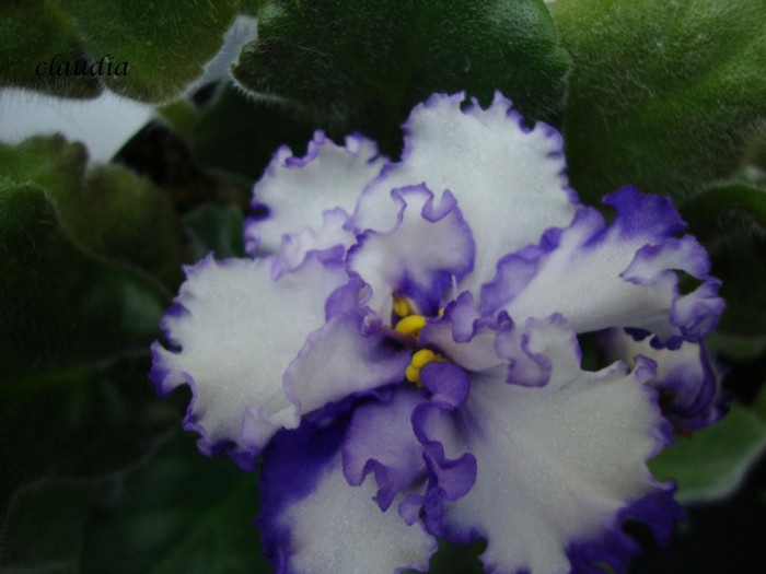 DSC03885 - 0 violete