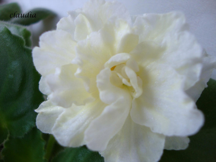 DSC03897 - 0 violete