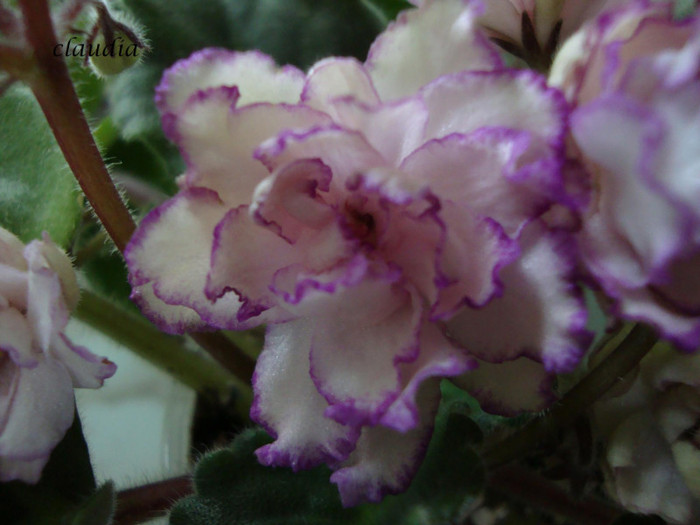 DSC03899 - 0 violete