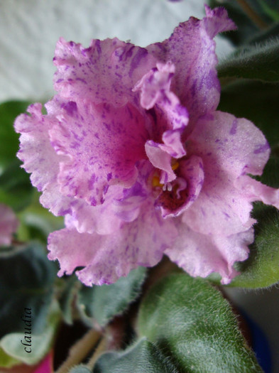 DSC03900 - 0 violete