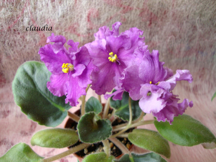 DSC03982 - 0 violete