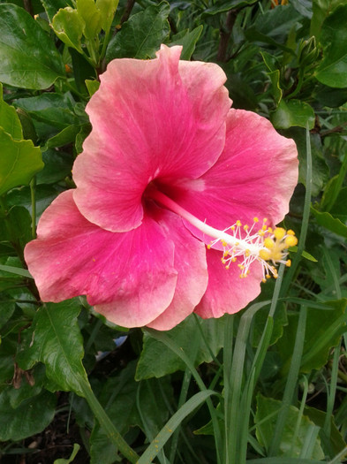 19.12.11 - Hibiscus 2011-2012