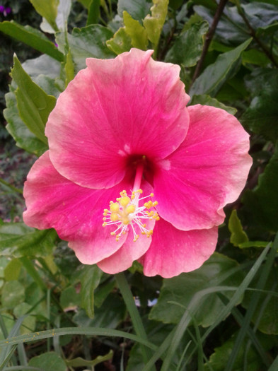  - Hibiscus 2011-2012