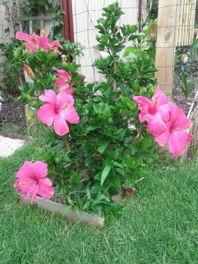  - Hibiscus 2011-2012