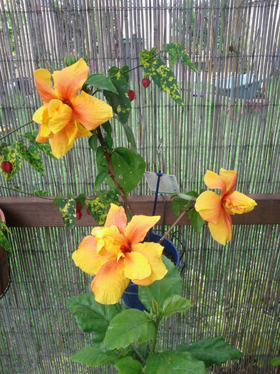 - Hibiscus 2011-2012