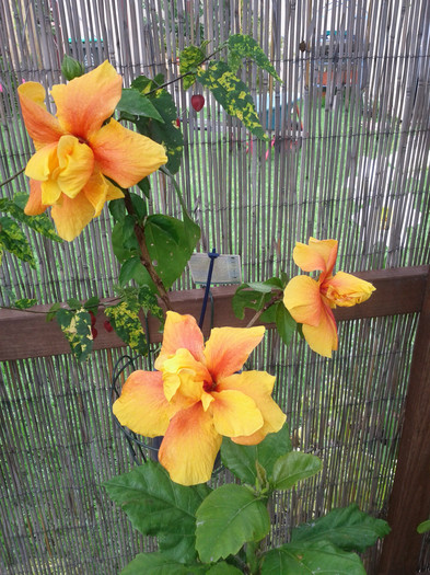  - Hibiscus 2011-2012