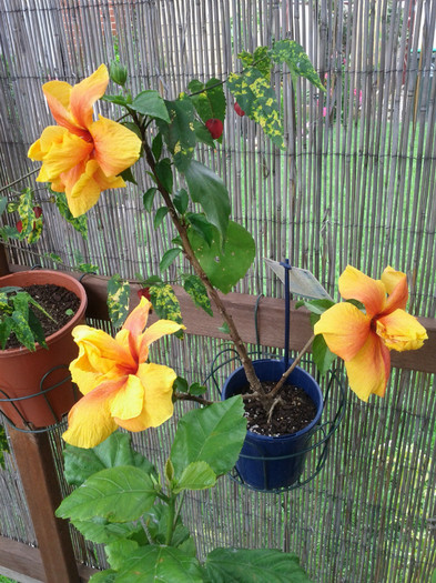  - Hibiscus 2011-2012