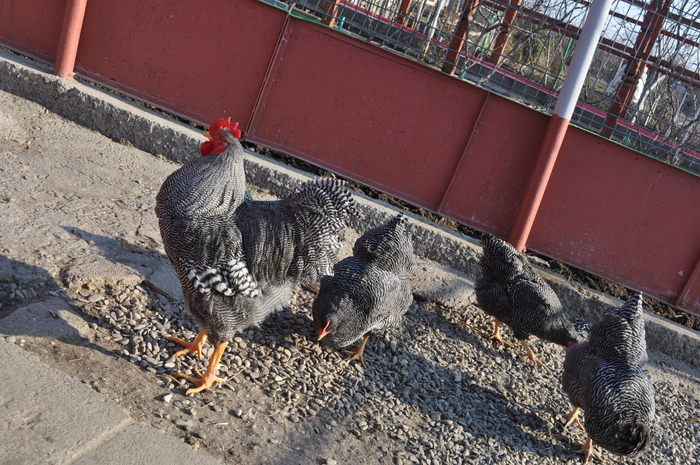 parinti puici matca 2012