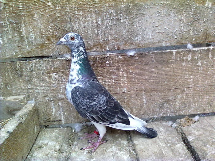 femela 2008 - porumbei zburati