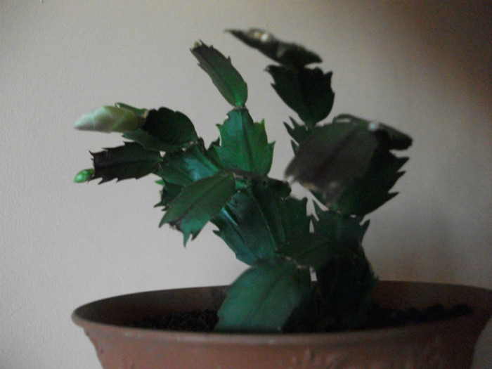 poze 489 - Craciunite decembrie